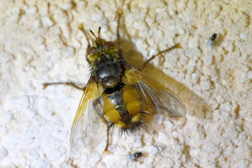 Réf. 332 345 : Tachina fera